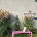 하이멍 애견카페 이미지