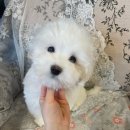 글로리 폭스 꼬똥 이미지