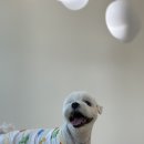 배곧유치원 이미지