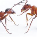 왔다 개미 이미지