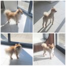 빼어나개 네이버블로그