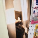 무마취 고양이 미용실 반할고양 이미지