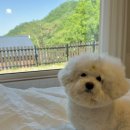(주) 리베도 | 초록 가득한 숲속 힐링 여행 │ 애견동반펜션 홍천 숲온스테이🌿