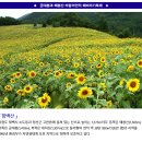 ♣8/6(일)금대봉과 매봉산 바람의언덕 구와의마을 해바라기축제 이미지