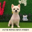 박세○ | 신가동 애견미용 어디서 할지 고민이라면?폼피츠 박세로의 6mm 밀기 &amp; 얼굴 곰돌이컷 완벽 후기