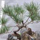 하나스테이대명 | [육아일기]동대문노보텔레지던스 아기와가족호캉스 후기(아코르 스테이플러스 사용)