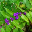 옥정호구절초테마공원 이미지