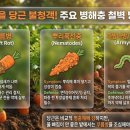 삼복농장 | [공지] 홍여사의 가을 당근 심는시기와 재배방법 완벽정리