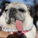 사랑 DOG 차지 이미지