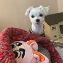 플러스메디 | 반려견 눈꼽, 눈물자국 영양제, 메디바우 아이케어 플러스 말티즈 급여 비포애프터 후기