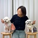 하이뭉치 유치원 | [서울 강아지 셀프사진관] 반려동물 촬영 스튜디오 | 3355스튜디오 증멍사진 후기