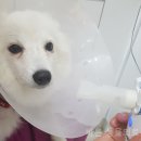 바론켄넬 이미지