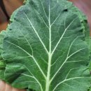 광명농장 | [농라구매후기]광명농장 채소