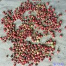 김병옥농장 이미지