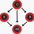 혈액형(ABO,Rh) 어떤 것이 있는가 이미지