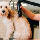 희망애견샵 이미지