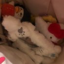 5월은 여전히 5월이고 상하이는 여전히 상하이야 너는 여전히 너야?