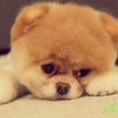 스타멍스 이미지