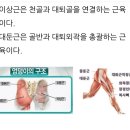 하체 백스윙과 다운스윙 : 발바닥 ㅡ 발목 ㅡ 정강이 ㅡ 무릎 ㅡ 허벅지 뒤쪽 ㅡ 골반과 엉덩이 이미지