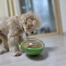 아보카도커뮤니케이션 | 강아지 노즈워크 장난감 추천 포우퀘스트 아보카도 흘림방지 장난감 후기