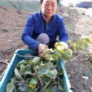 다시마 흑염소 이미지