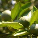 영농조합법인 무릉 이미지