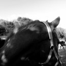 두일목장 이미지