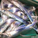 고흥-6호 이미지