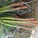 효소발효와 건강식이 이미지