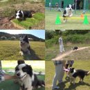 충성농장 이미지