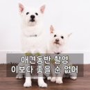 강아지 가족사진 스튜디오 새록 촬영꿀팁까지