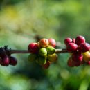 운남농장2 | 전문 티피에스커피 추천 "코스타리카 라 모나 FF+오렌지 허니" 항목별 품질 평가, 추출 상세 레시피 &amp; 후기