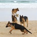 REBORN DOG 이미지