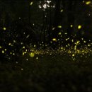 동막골식당 이미지