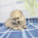 김해 해피몽 김해강아지분양 고양이분양 이미지