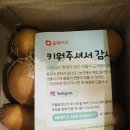 올팜양파수확/올팜양파후기/올팜양파배송/올팜양파수확시간/올팜양파리뷰/올팜양파단계