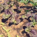 우풍농장 이미지