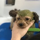 체리야피부