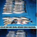 홍도낚시