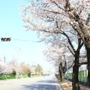 공단로가로수 이미지