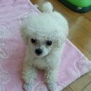 미스터독 | 미스터독 분양후기-화이트 토이푸들 순이 입양 후기에요.