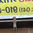 온양애견미용 이미지