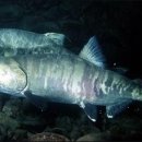 국민연어 이미지