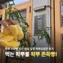 빵나무 | 왁뿌 소금빵? 잠실엔 밀빛 쫀득빵! 왁뿌요망쫀 초코나무 후기