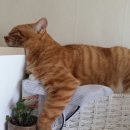 도리순이 이미지