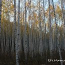 자작나무길펜션 이미지