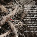 횡성더덕직판장