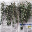 로즈마리 스머지스틱 만들기 이미지