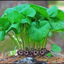 둥지세신 이미지