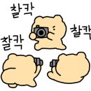 도경미트 이미지